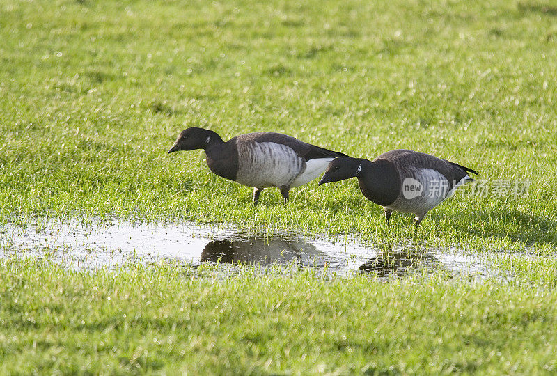 Brent Geese/Brant geese